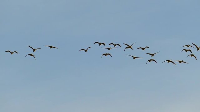 Graceful Flock of Canadian Geese Flying in Slow Motion
