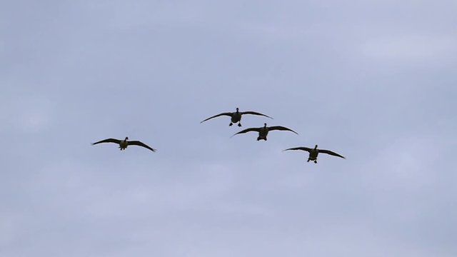 Graceful Flock of Canadian Geese Flying in Slow Motion
