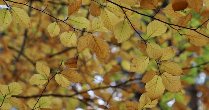 Autumn. Fall scene.Red,yellow,orange colours of autumn. Beauty nature scene trees and leaves. Nature background. Selective focus. 4k video