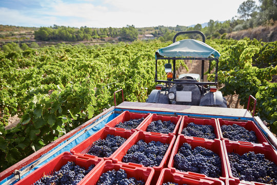 Loaded tractor in vineyard