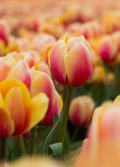 Dutch Tulip