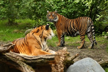 Sumatran tiger in nature looking habitat in zoo. Wild animals in captivity. Critically endangered species of the greatest feline. 