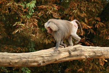 Majestic hamadryas baboon in captivity. Wild monkeys in zoo. Beautiful and also dangereous animals. African wildlife in captivity. 