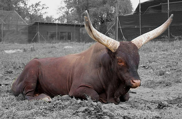 Bos Primigenius (3)