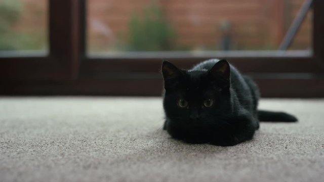  Cute black kitten staring into camera, with eyes following a moving object