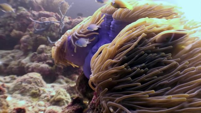 Anemone actinia and bright orange clown fish on seabed underwater of Maldives. Unique macro video. Relax diving and background. Natural aquarium of sea and ocean. Beautiful animals in search of food.