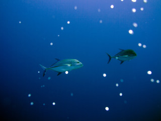 Unterwasser Ägypten