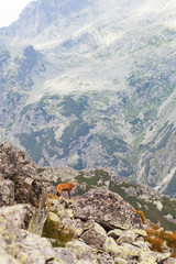 Obraz premium Tatra chamois in Hight Tatras