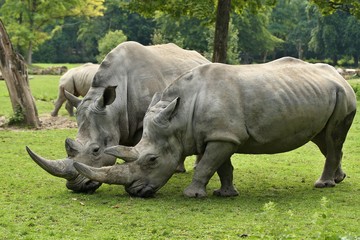 Naklejka premium White rhinoceros in the beautiful nature looking habitat. Wild animals in captivity. European zoos. Prehistoric and endangered species in zoo.