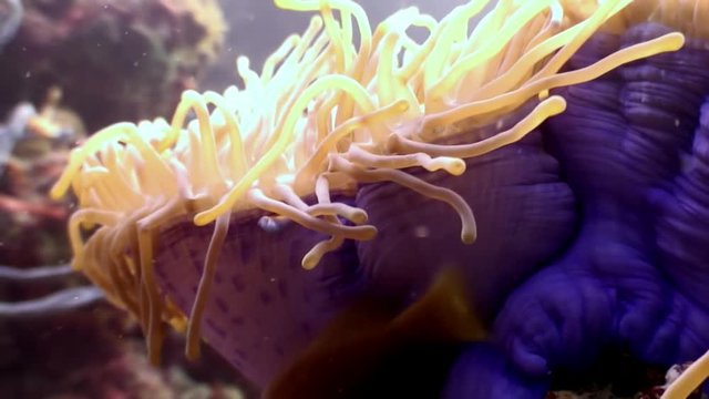 Anemone actinia and bright orange clown fish on seabed underwater of Maldives. Unique macro video. Relax diving and background. Natural aquarium of sea and ocean. Beautiful animals in search of food.