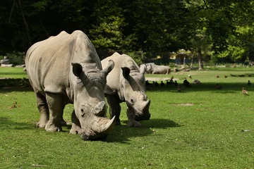 Crédence de cuisine en verre imprimé Rhinocéros Rhinocéros blanc dans le magnifique habitat naturel. Animaux sauvages en captivité. zoos européens. Espèces préhistoriques et menacées au zoo.