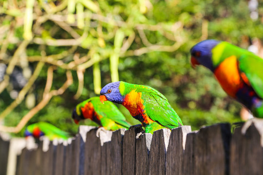 Rainbow Lorikeets