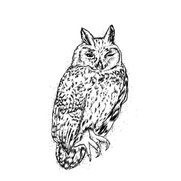 Beautiful owl. Vector illustration for a postcard or a poster.