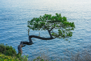A tree on a cliff, Torquay, South Devon, UK