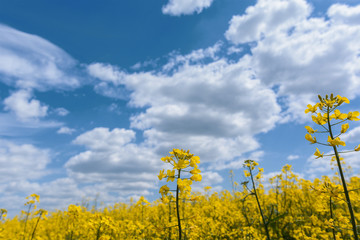 Obraz premium Yellow oil rape seeds in bloom. Field of rapeseed - plant for green energy