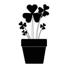 clover plant in pot