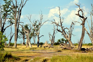 Dry lakebed trees