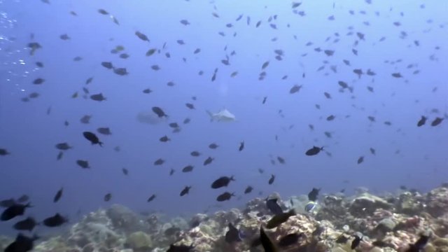 Reef shark underwater on background of amazing coral in seabed Maldives. Unique macro video footage. Abyssal relax diving. Natural aquarium of sea and ocean. Beautiful animals in search of food.