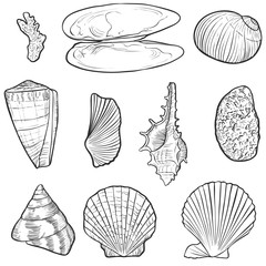 hand drawn vector seashells