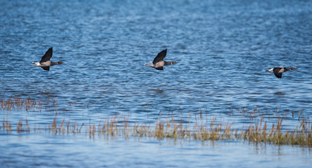 Brent Goose, Branta bernicla - Dawlish Warren, England
