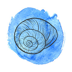 hand drawn vector seashell