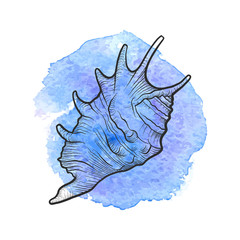 hand drawn vector seashell