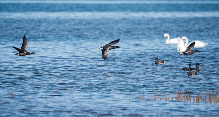 Brent Goose, Branta bernicla - Dawlish Warren, England