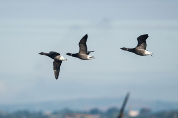Brent Goose, Branta bernicla - Dawlish Warren, England