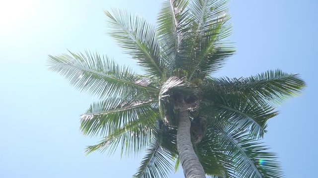 Coconut palm trees on blue sky