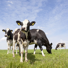 black and white cows graze in meadow in holland with blue sky