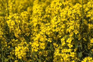Fototapeta premium field of yellow flowering rapeseed blossoms