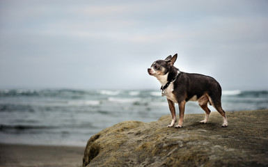 Chihuahua dog outdoor portrait standing on rock by ocean