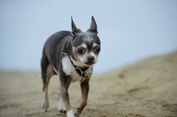 Chihuahua dog outdoor portrait
