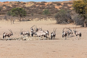 Fototapeta na wymiar Oryxantilopen im Kgalagadi Transfrontier Park
