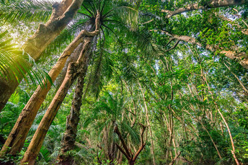 Obraz na płótnie Canvas Scenic view of jungle with palms