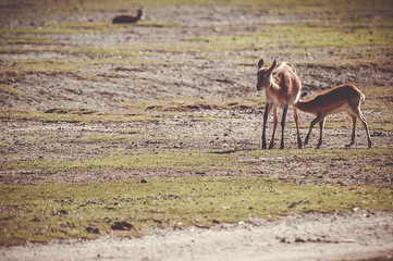 Antilope cobe lechwe