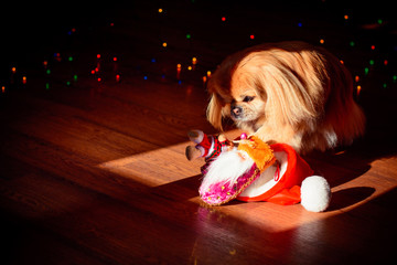 Little red pekingese dog with christmas lights at cozy home. New year Santa dog. A small dog in a...