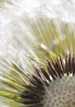 Dandelion Macro With Seeds