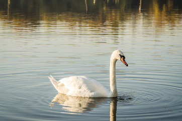 Obraz premium white beautiful Swan swimming in a lake