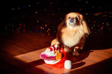 Little red pekingese dog with christmas lights at cozy home. New year Santa dog. A small dog in a...