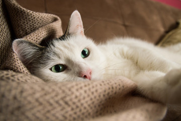 Beautiful Cat laying on blanket