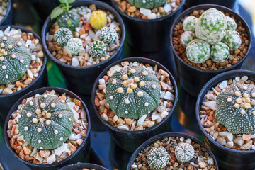 Cactus or succulents in plastic pot at tree market for decoration and landscape idea concept design.