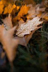 осенняя роса на опавших листьях дуба