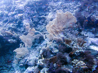 Fototapeta premium Unterwasser Ägypten