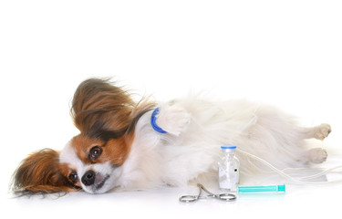 young papillon dog sick © cynoclub