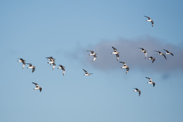 Grey Plover, Plovers, Birds - Dawlish Warren, England
