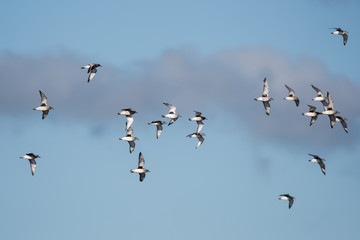 Grey Plover, Plovers, Birds - Dawlish Warren, England