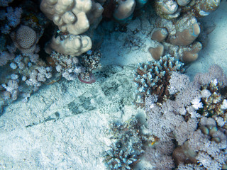 Fototapeta premium Unterwasser Ägypten