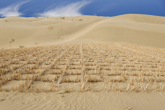 Taklamakan desert III, china