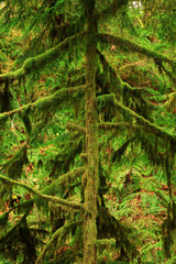 a picture of an Pacific Northwest rainforest with a Wester hemlock